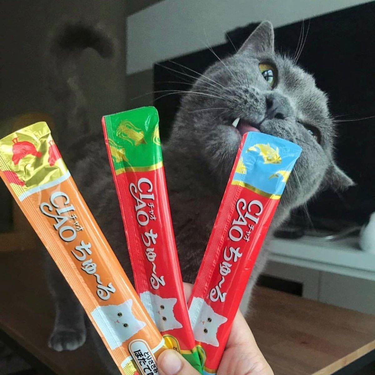 CIAO Churu Cat Lickable Treats Value Pack Random 6 Flavors - Chokyo Pet